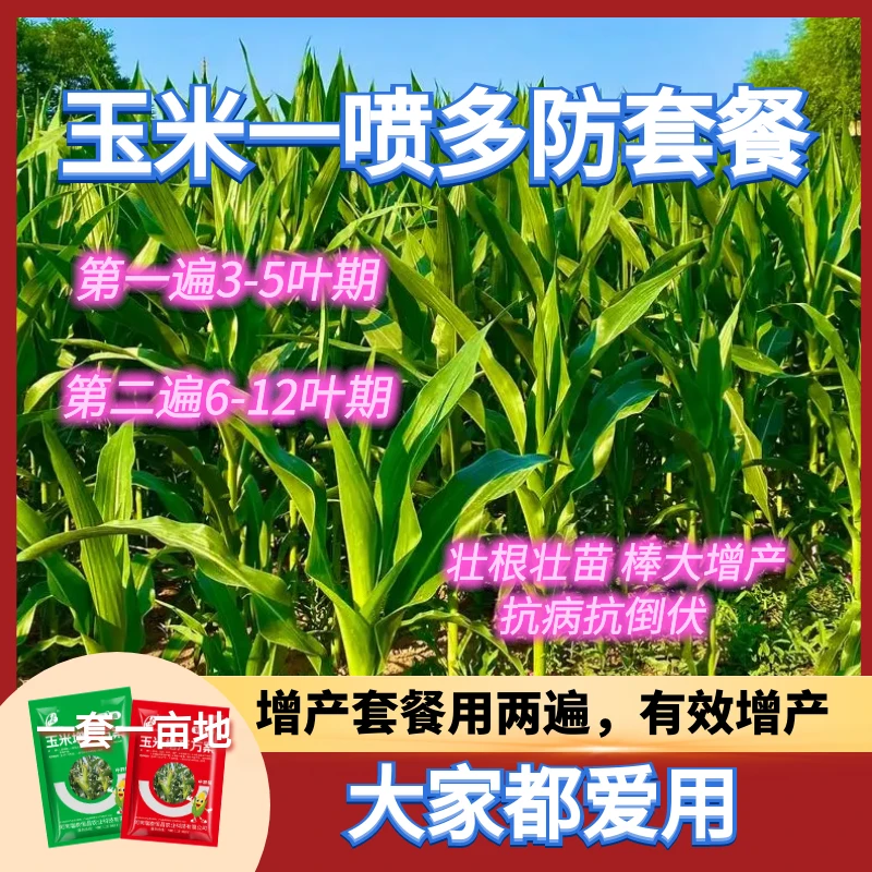 玉米高产一喷多防 控旺 增产 防倒伏