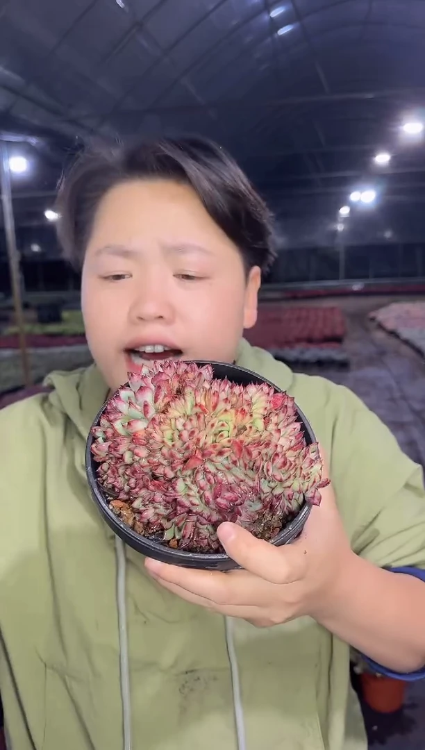 拉糖缀化带盆土9.99