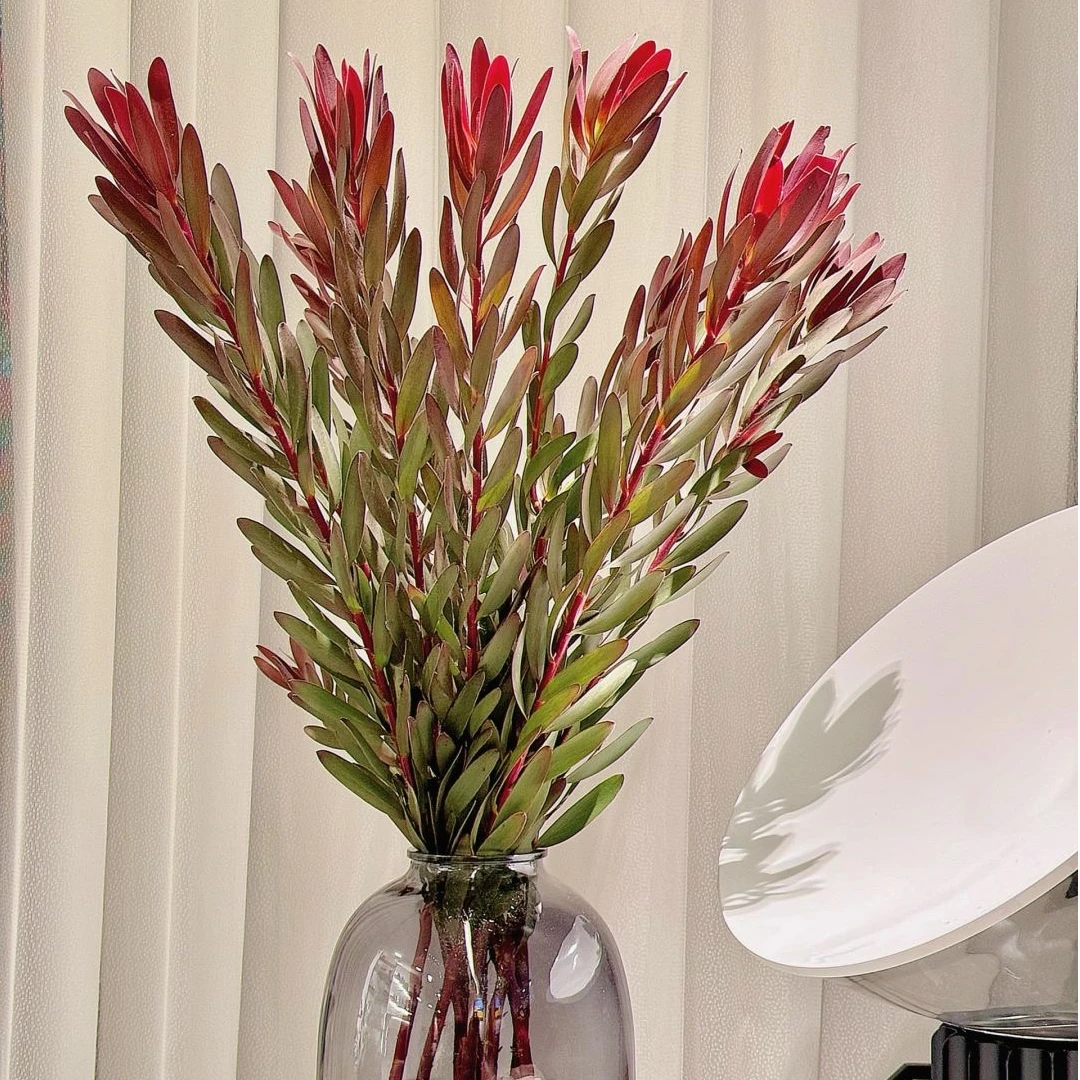 【花本家】X【我种花】AAA级单头木百合商务红色应季爆款花材复古家居