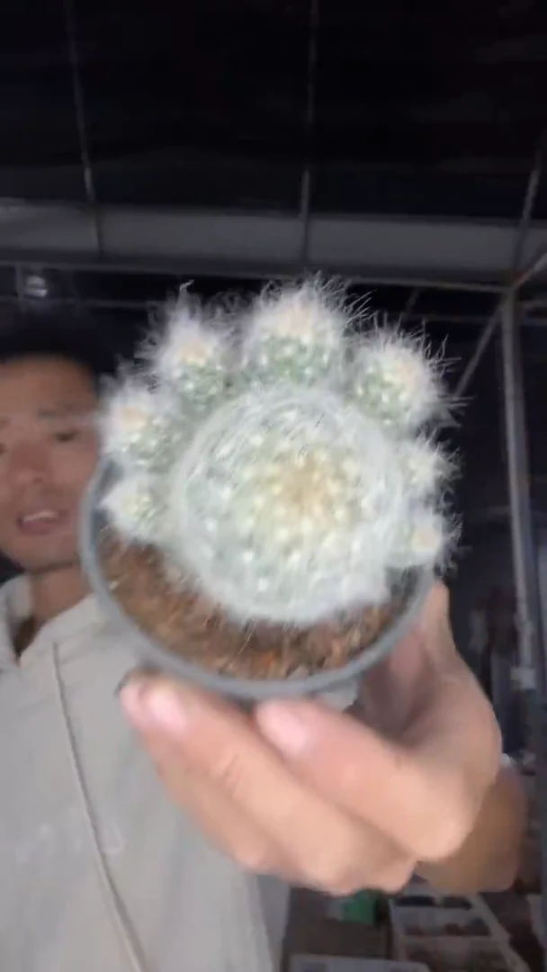 实生惑星19.99