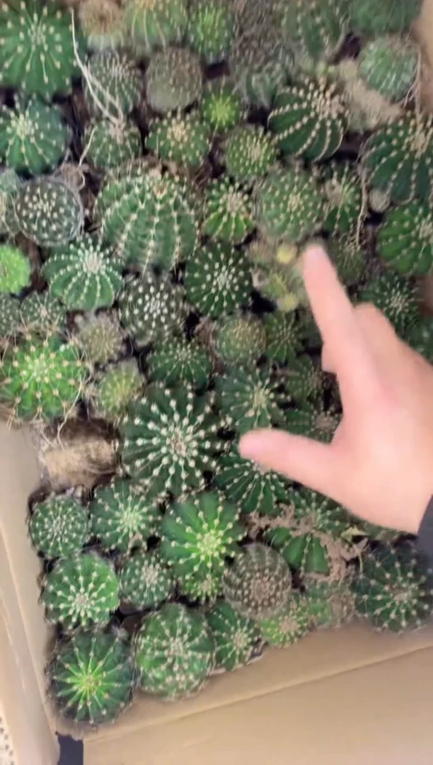 【闪购商品】3颗 实生根 席克氏彩草 4-6cm