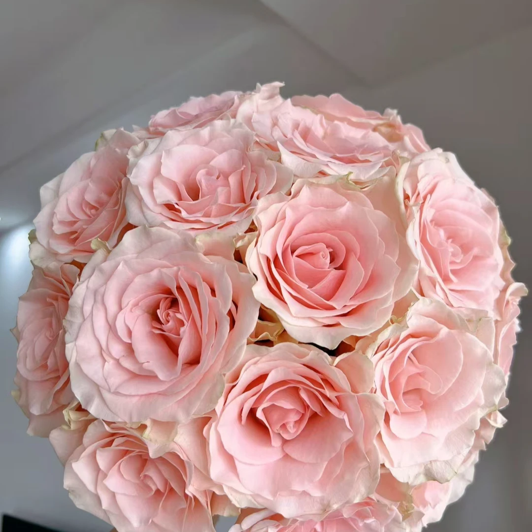 （A级 单头粉爱神）玫瑰云南基地直发生活鲜花