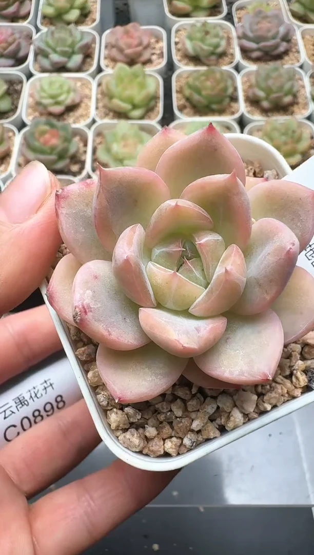897C云禹多肉植物 带盆土纸巾打包 3颗包邮