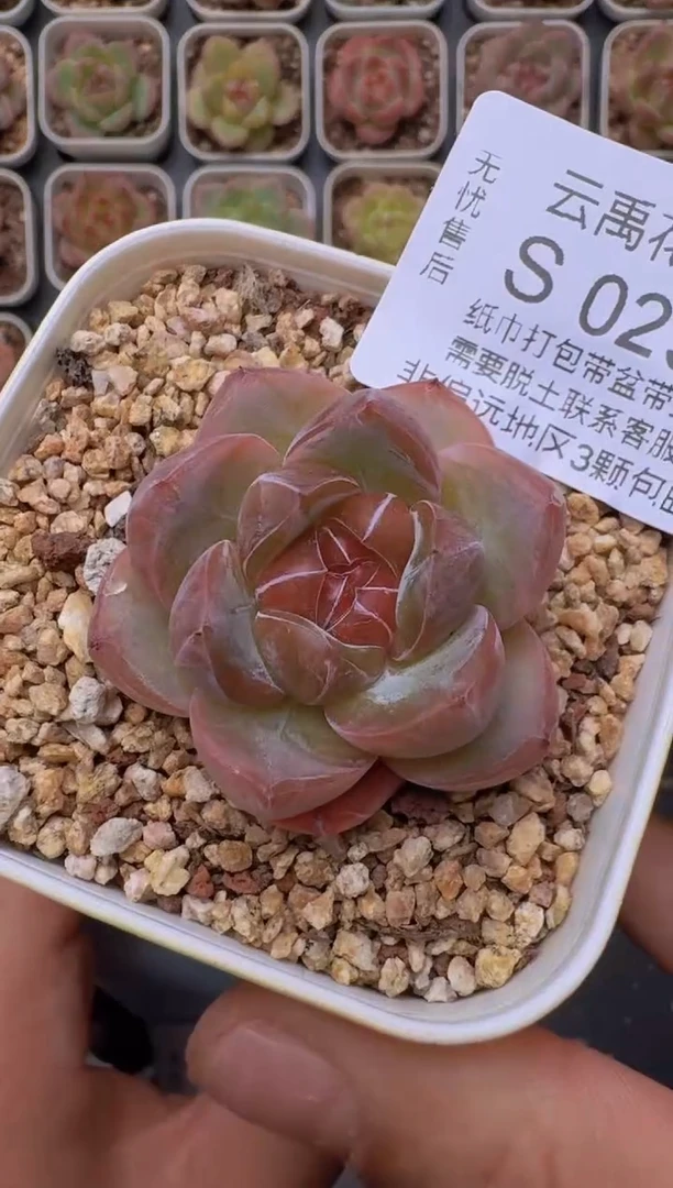 029S带盆土发 当场拍3颗以上包柚 多肉植物 一物一拍