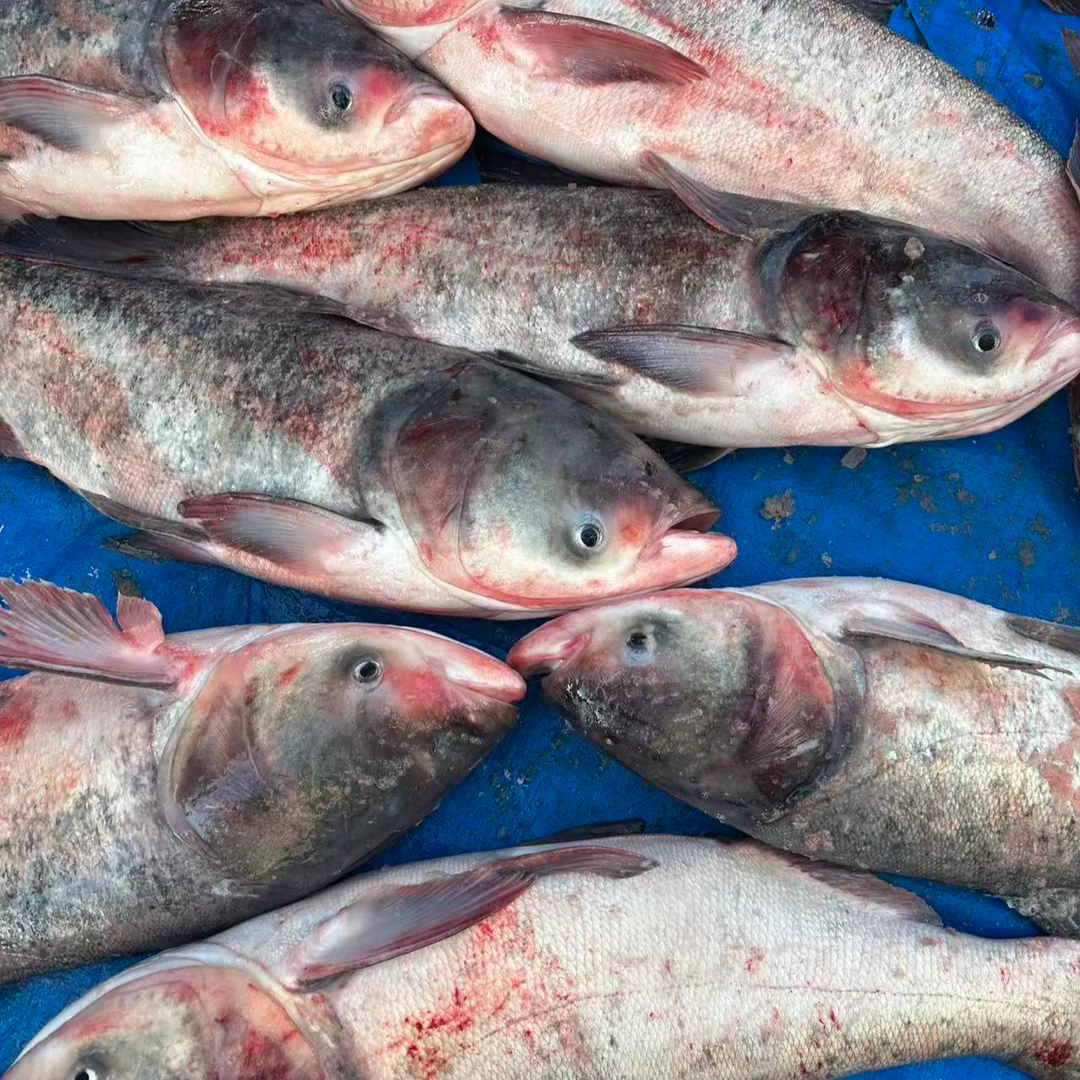 东北野生冷水胖头鱼