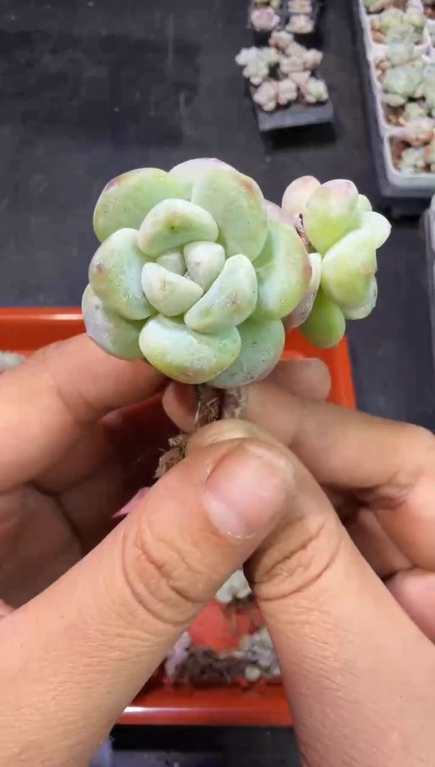 161号江北多肉-到手2棵