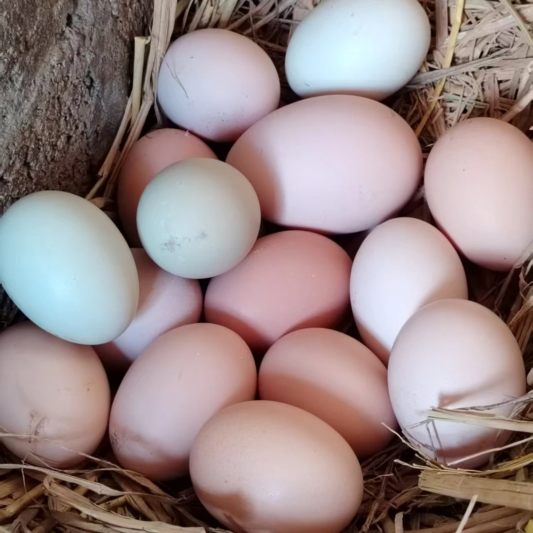 湘西正宗农家散养土鸡蛋