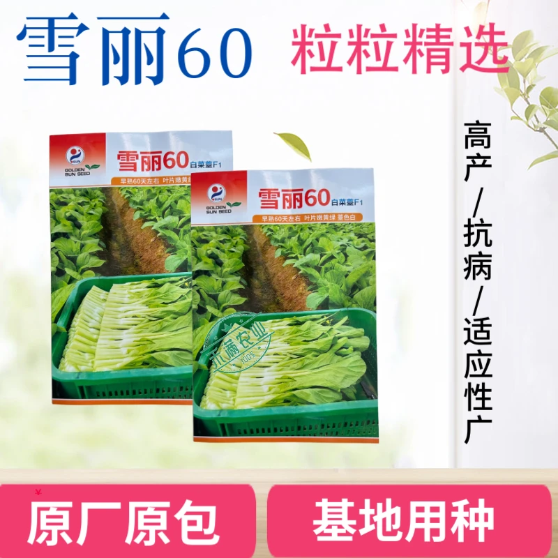 【多茬采收】金阳雪丽60白菜苔种子 早熟菜芯种籽耐寒侧芽多