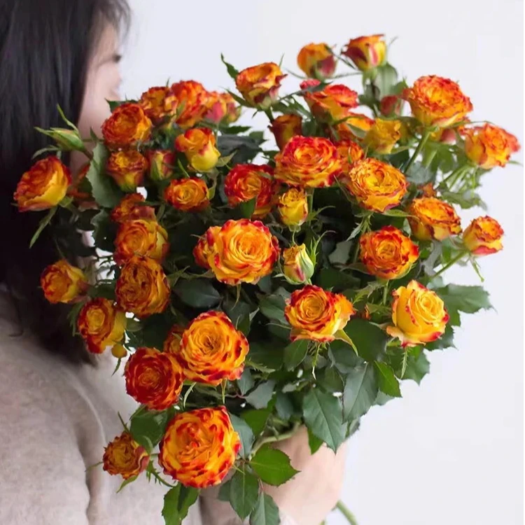 【云南鲜花】眼线玫瑰高品质云南鲜花基地直发家用插瓶鲜切花