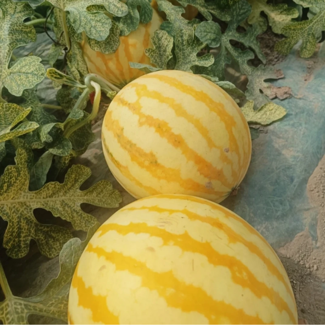 【黄皮西瓜】正宗黄皮麒麟西瓜顺丰包邮5-12斤新鲜河南省