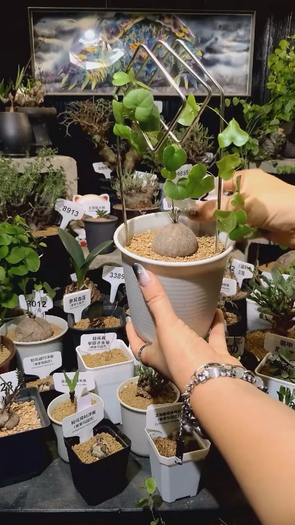 1022号1202甄选单颗南非龟甲龙