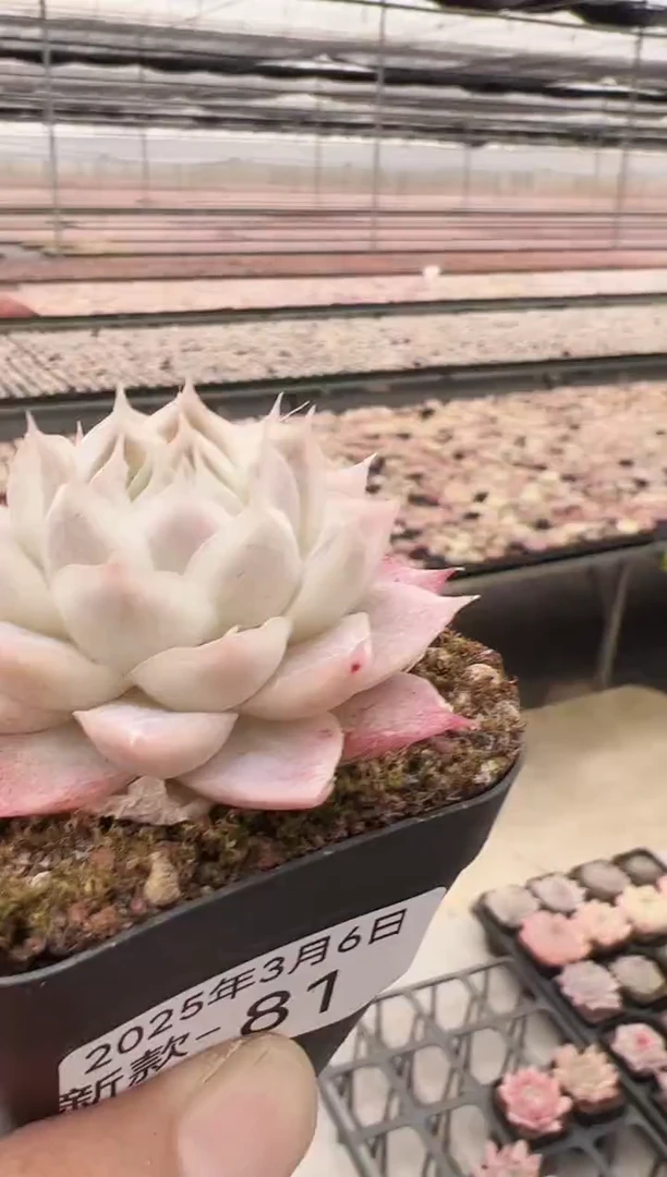 【闪购商品】新款多肉-81