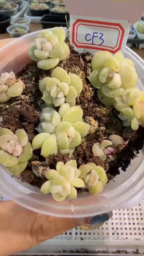 CF3 圆盒1盒 6颗量拍多肉植物