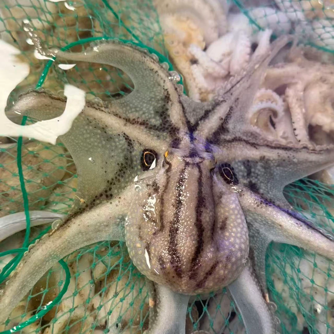 鲜活短腿八爪鱼二斤三斤