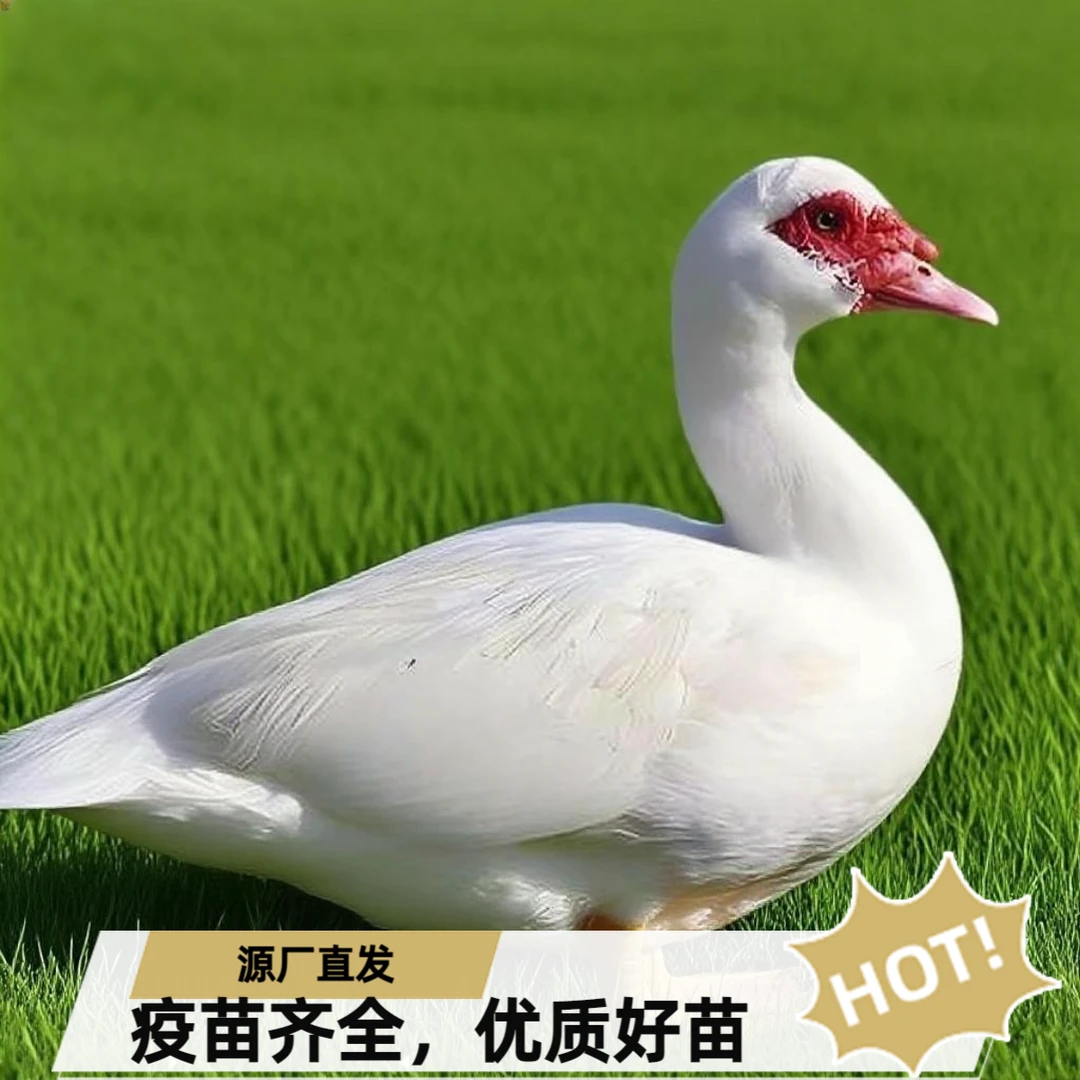 【孵厂直发】白番鸭宠物鸭优质苗好养抗病强体生长快体大