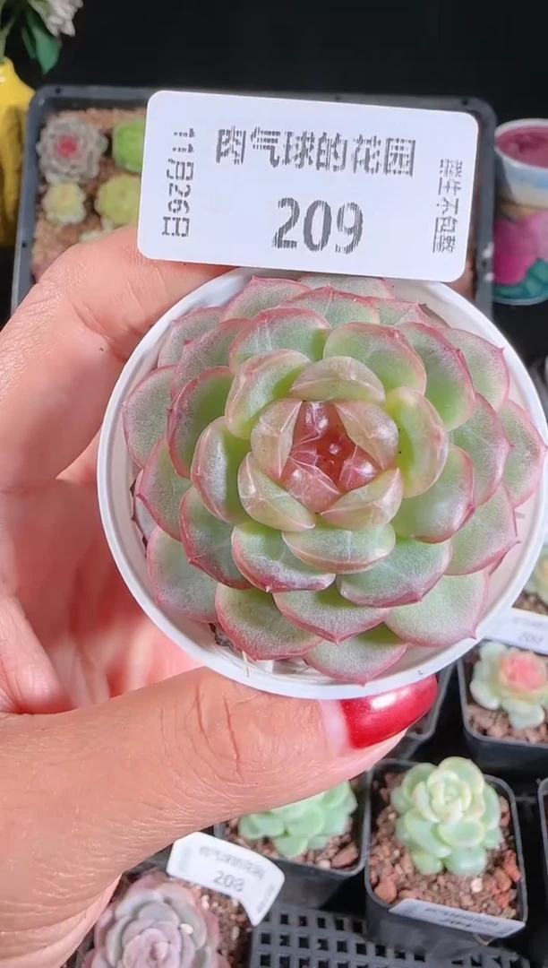 1126-209甘棠群生不包整