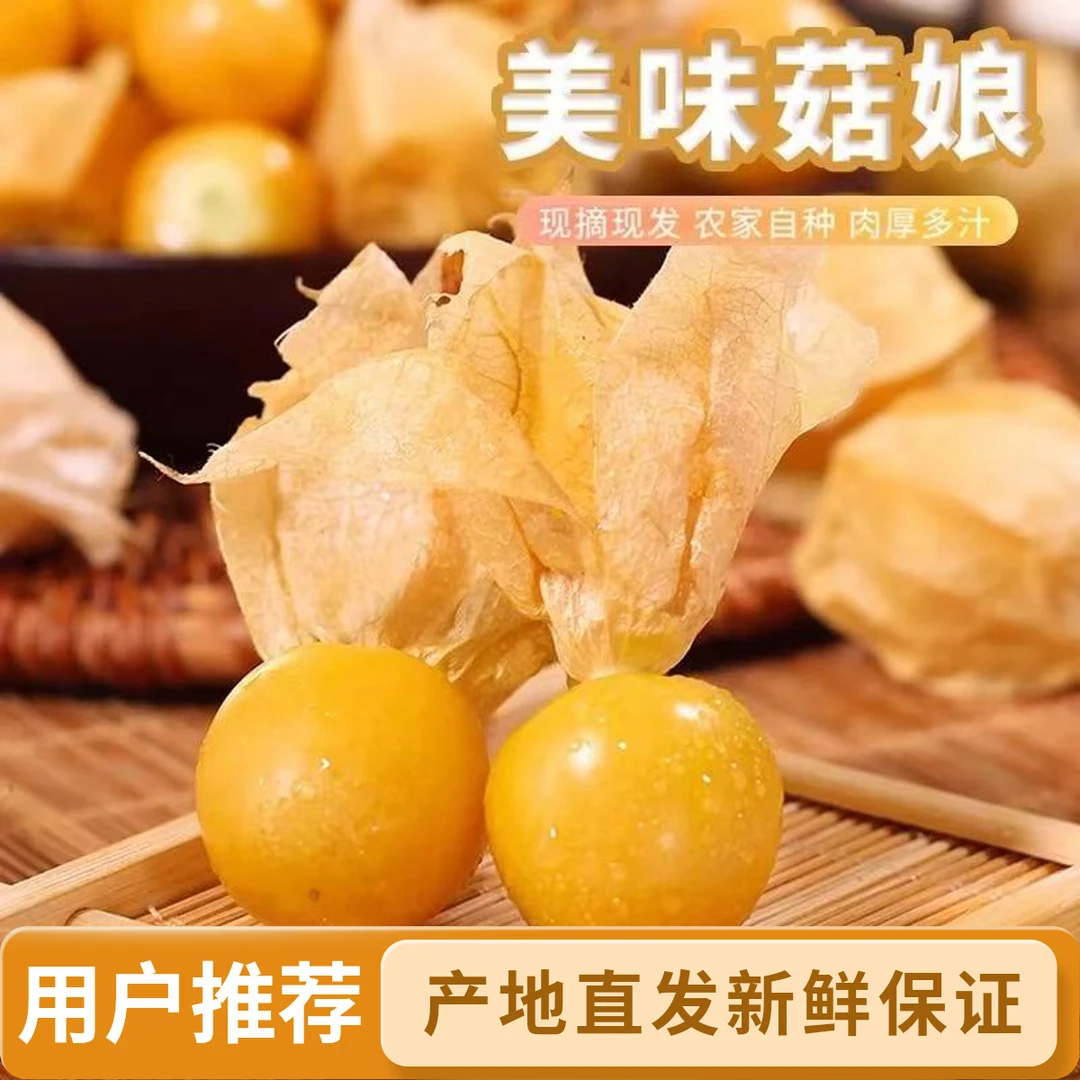 【原产地直发】黄灯笼果特产应季水果新鲜姑娘果当季整箱黄金菇娘果