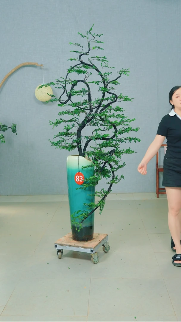 无花朵天**上广东小叶紫檀