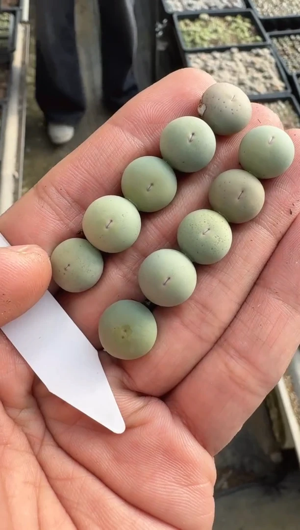 【天津专属】15多肉植物肉锥定向株V嘴一颗