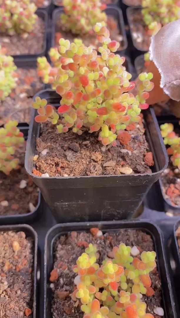 A335-蜜橘枝干3cm（量拍）