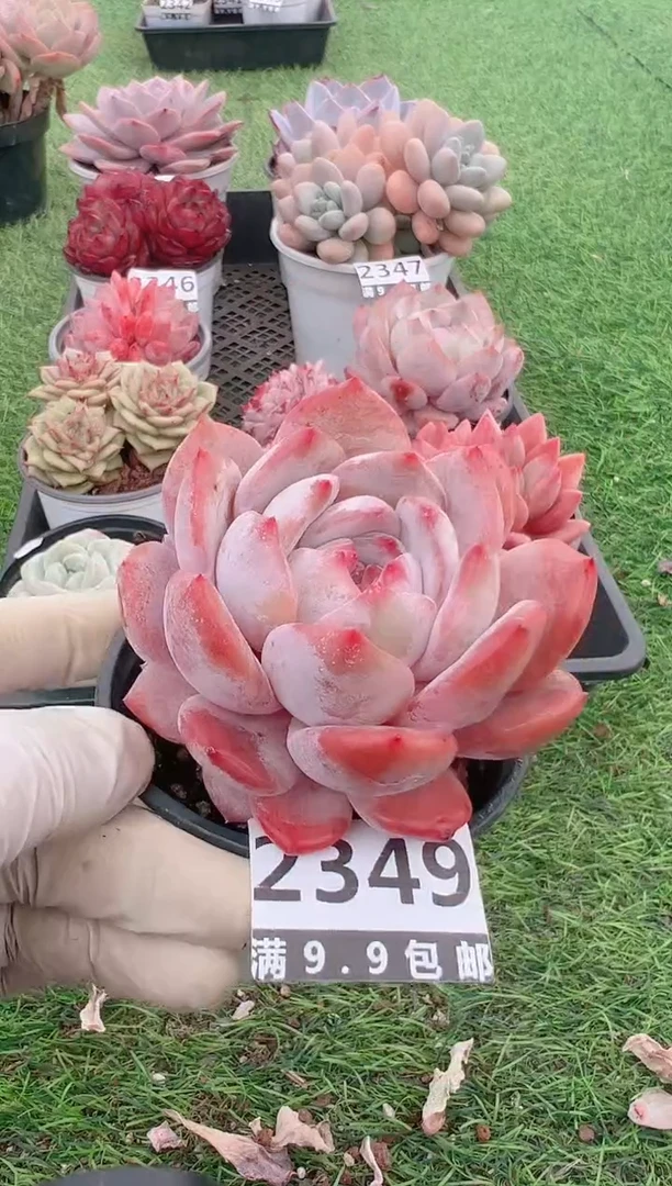 【闪购商品】信福多肉一物一拍