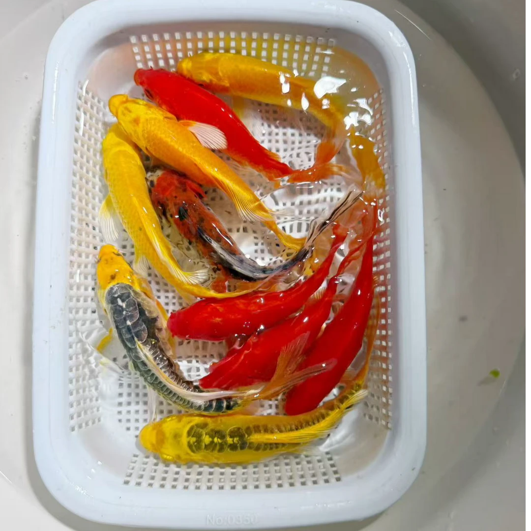 九五之尊【4红2黄2德龙1黑】8-10公分冷水观赏鱼好养耐活