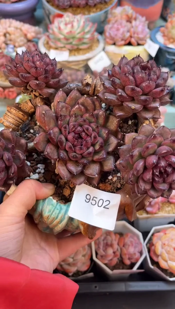 9502群生黑水晶多肉