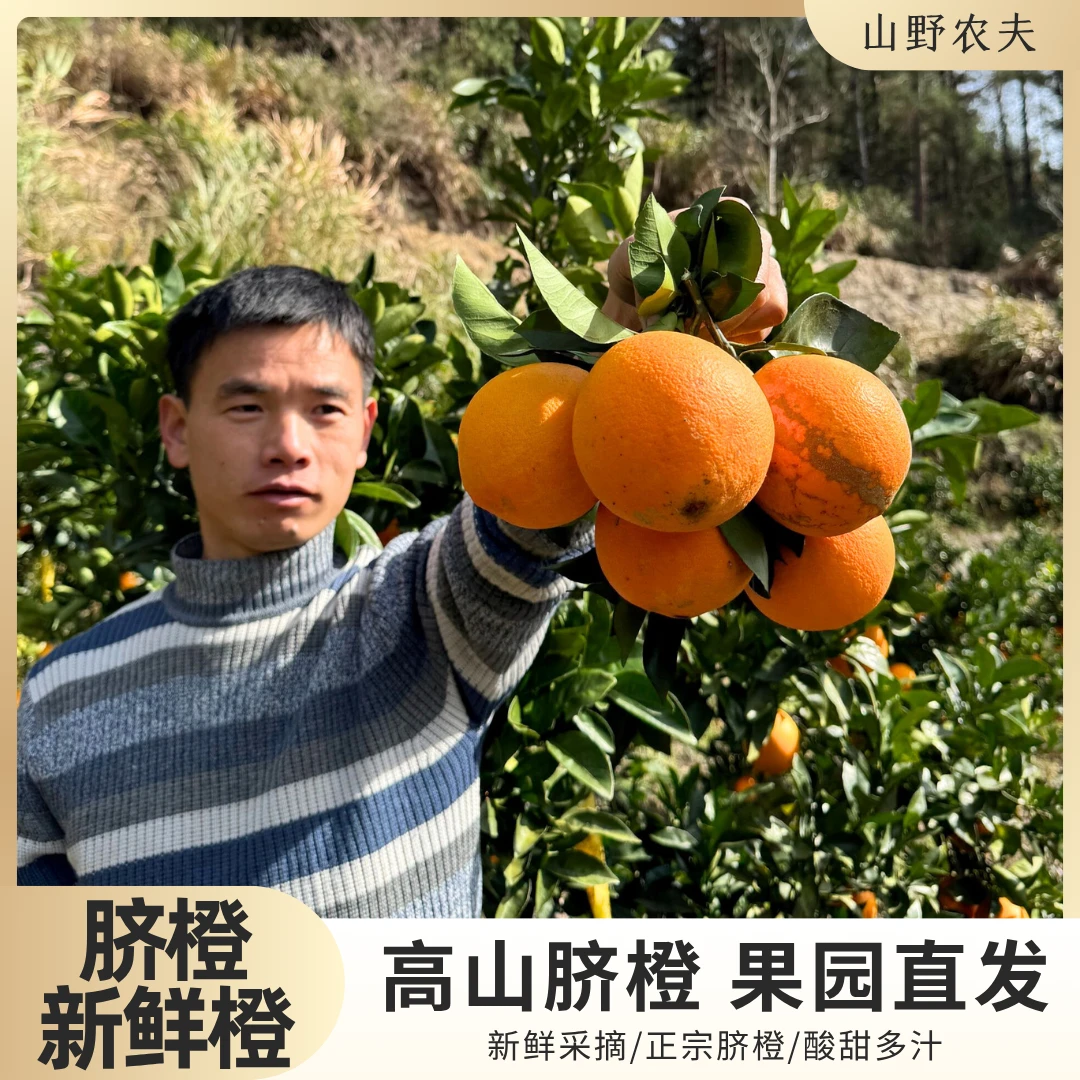 山野农夫脐橙新鲜橙子果园直发酸甜可口汁多新鲜水果正宗果冻橙子