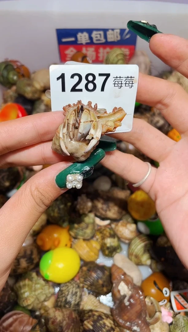 陌派甄选寄居蟹1287