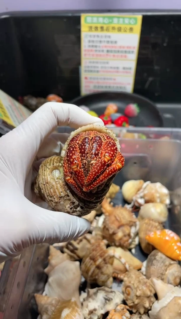 陌派帝国寄居蟹023，斐济