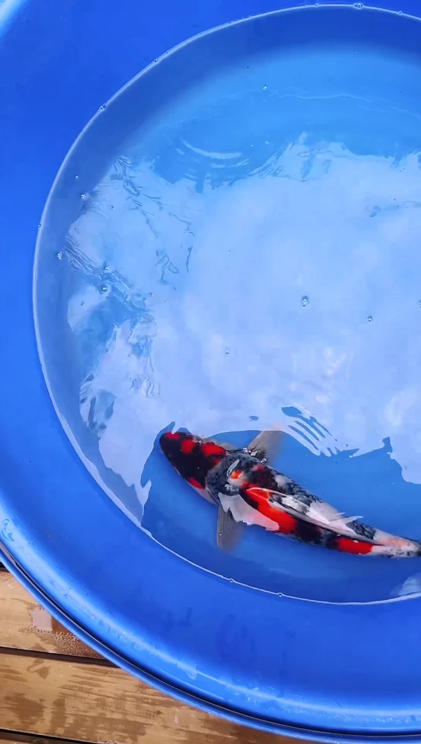 锦鲤昭和1111111111