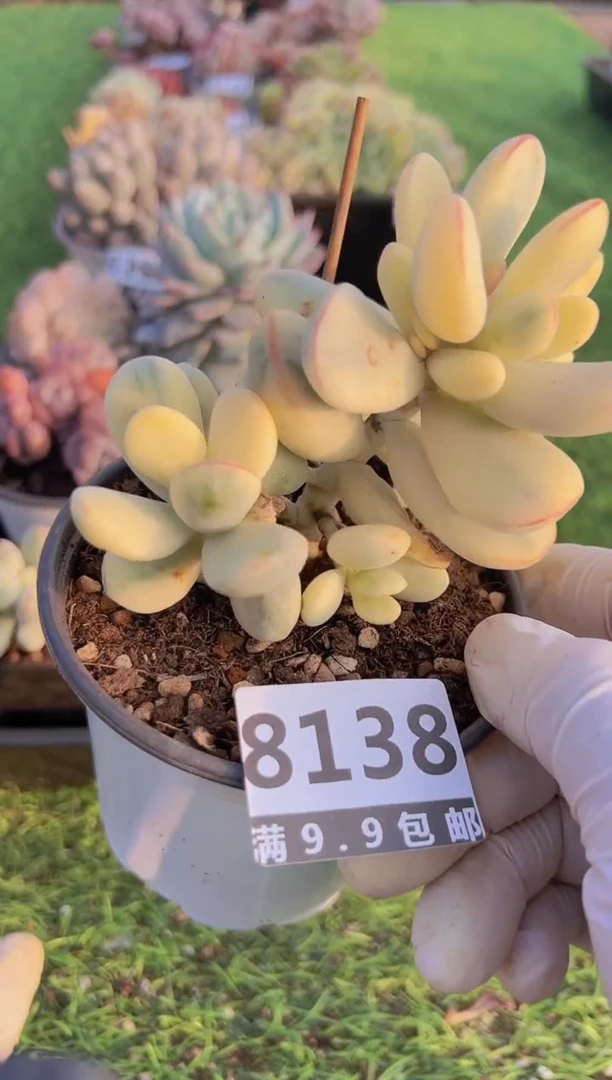 【闪购商品】信福多肉一物一拍