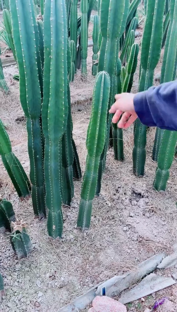 【闪购商品】【带根】60cm 量天尺