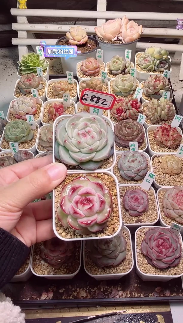 【闪购商品】G882墨梅黑宫灯一物一拍