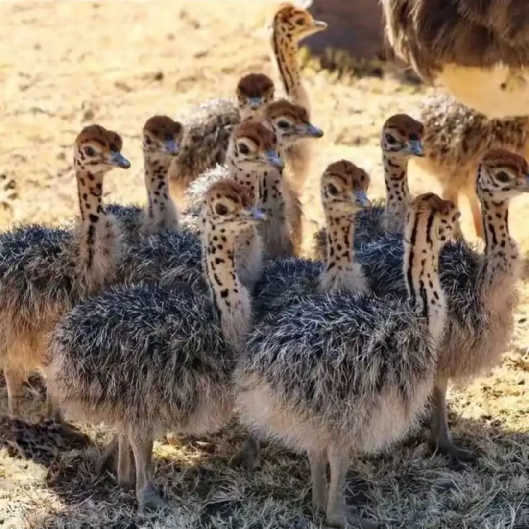 出壳65天饲养的宠物鸟顺丰包邮