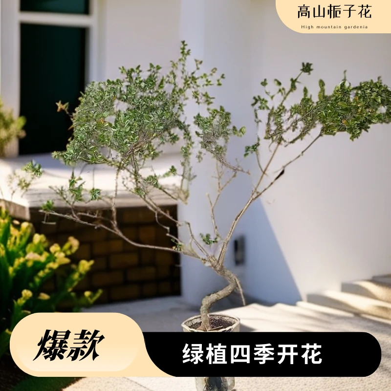 高山春花栀子花盆栽室内绿植四季开花阳台浓香型大树苗好养