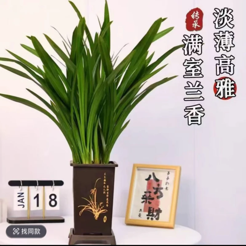 【8-12】精品墨兰盆栽室内花卉苗四季常青基地直发