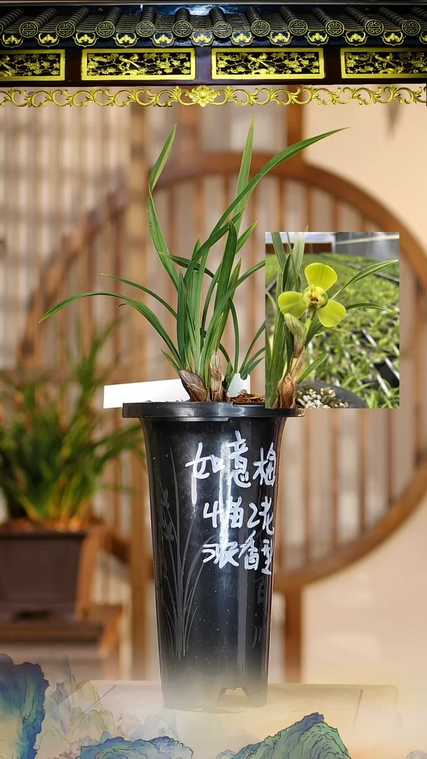 全部花苞如意梅4苗2花