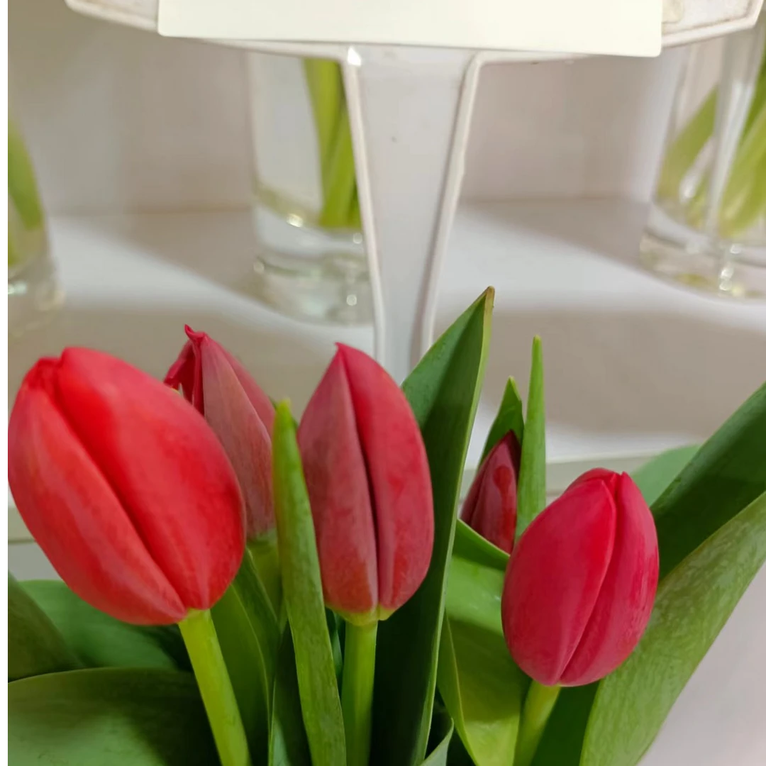 【源头一手价】方德新品红色夜歌郁金香一把 云南基地鲜花
