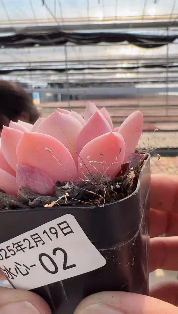 【闪购商品】冰心多肉-1