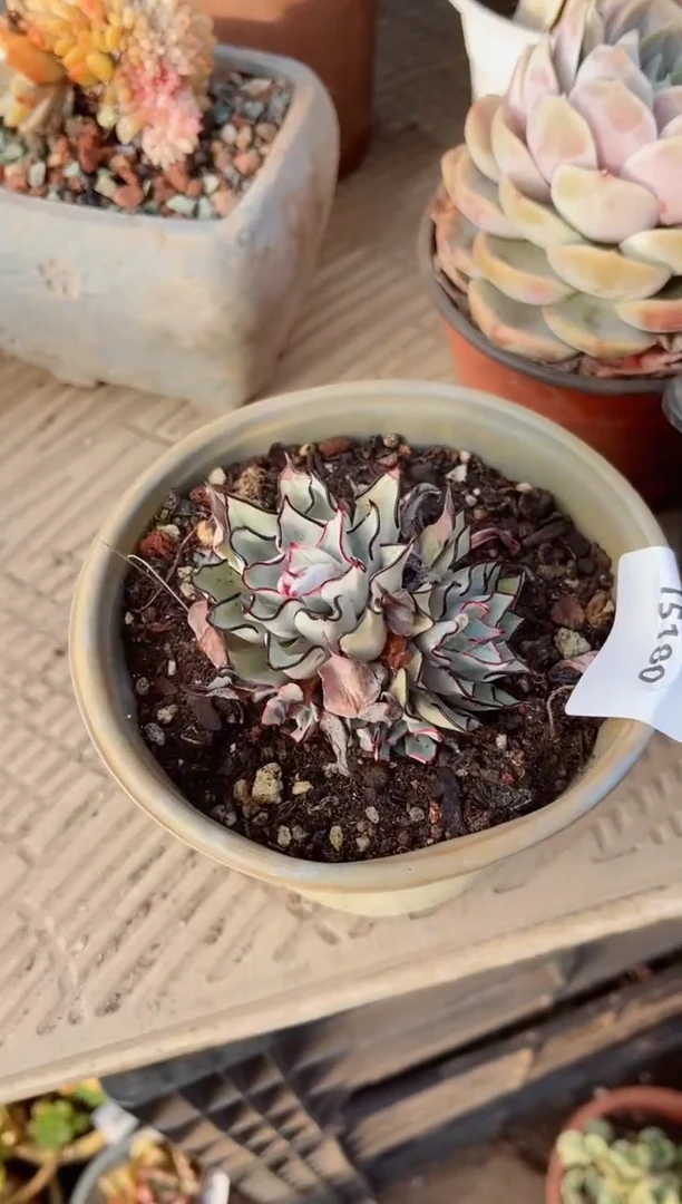 【闪购商品】15180