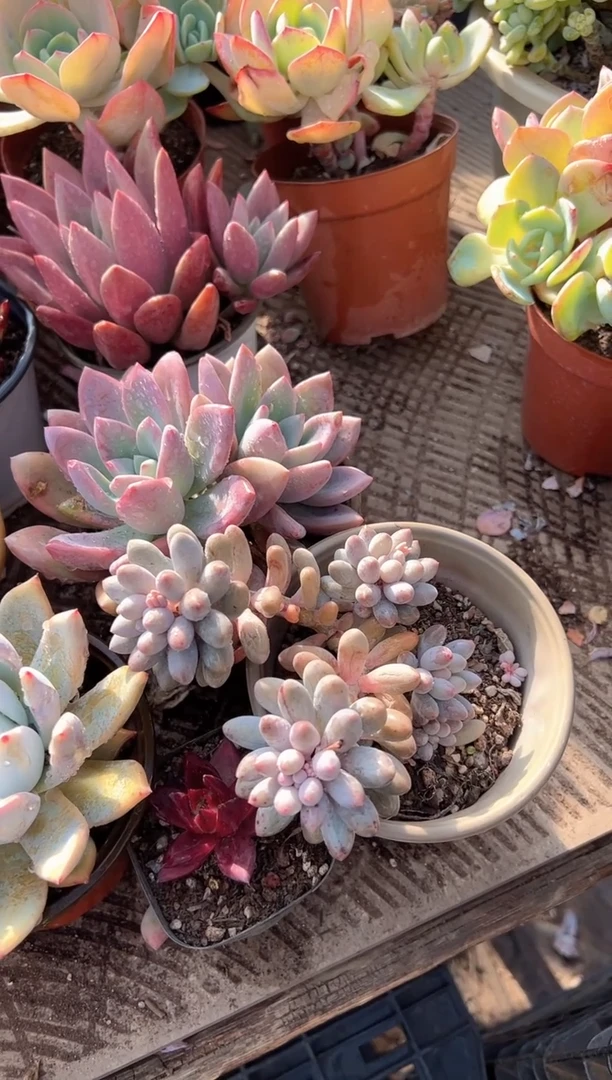 摆***?多肉植物一物一拍06203