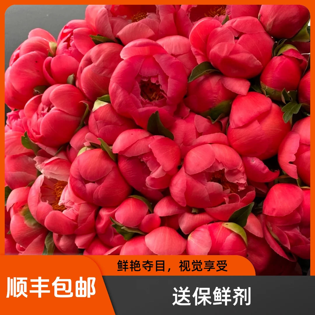 现货【落日珊瑚】含苞待放状态 不退 看好拍