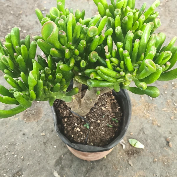 马蹄吸财树 好种好养 瑕疵不售后 多肉绿植园艺种植多肉办公室