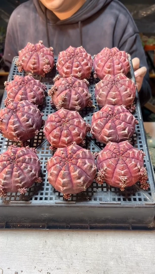 【闪购商品】大梦想无根7公分