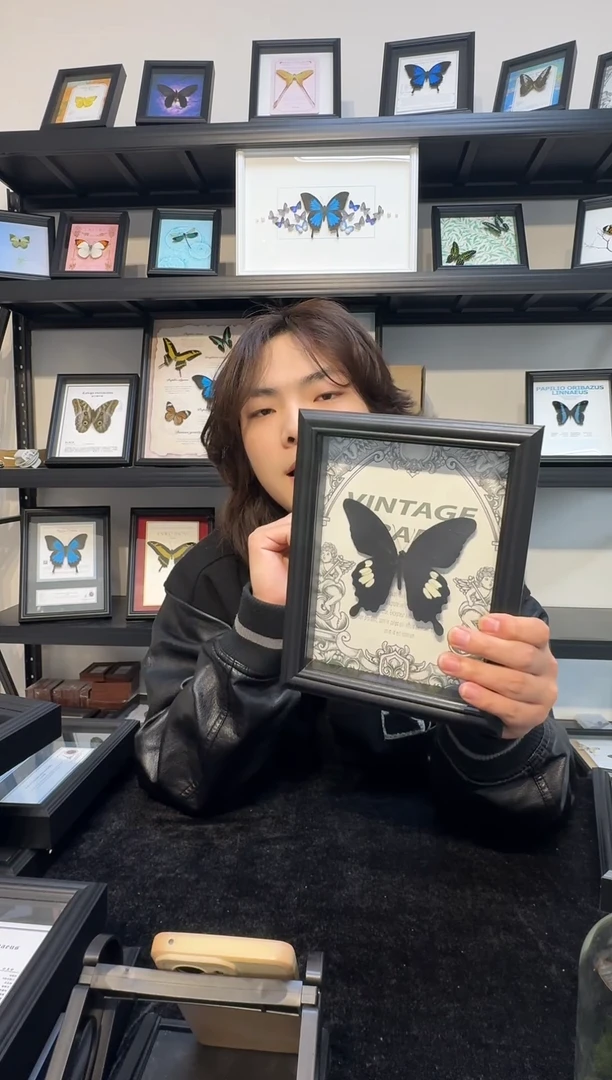 玻璃真实蝴蝶标本