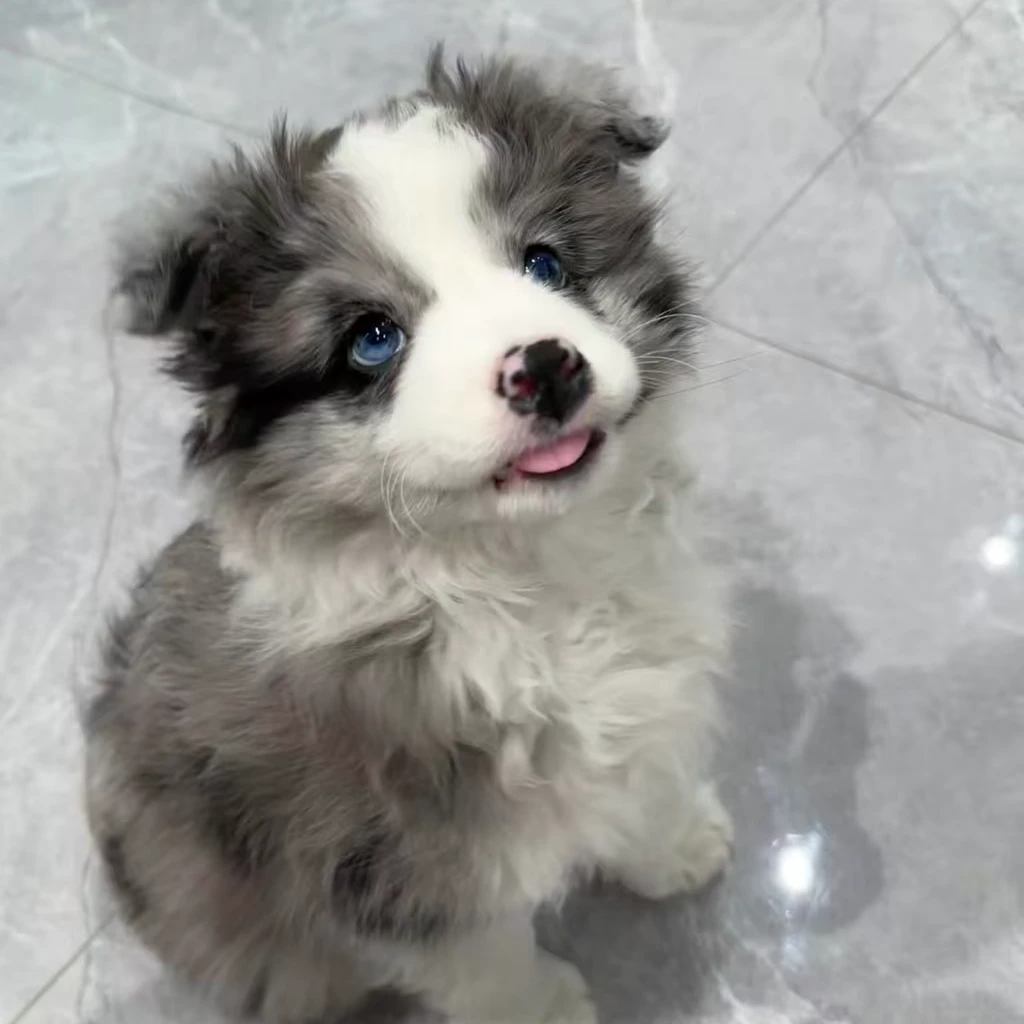 边境牧羊犬边牧宠物狗狗高智商黑白幼崽