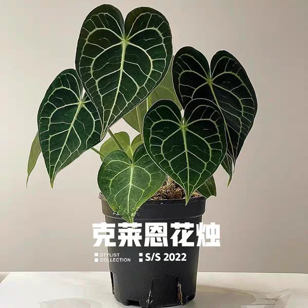 克莱恩水晶花烛室内网红好养耐阴观叶绿植盆栽
