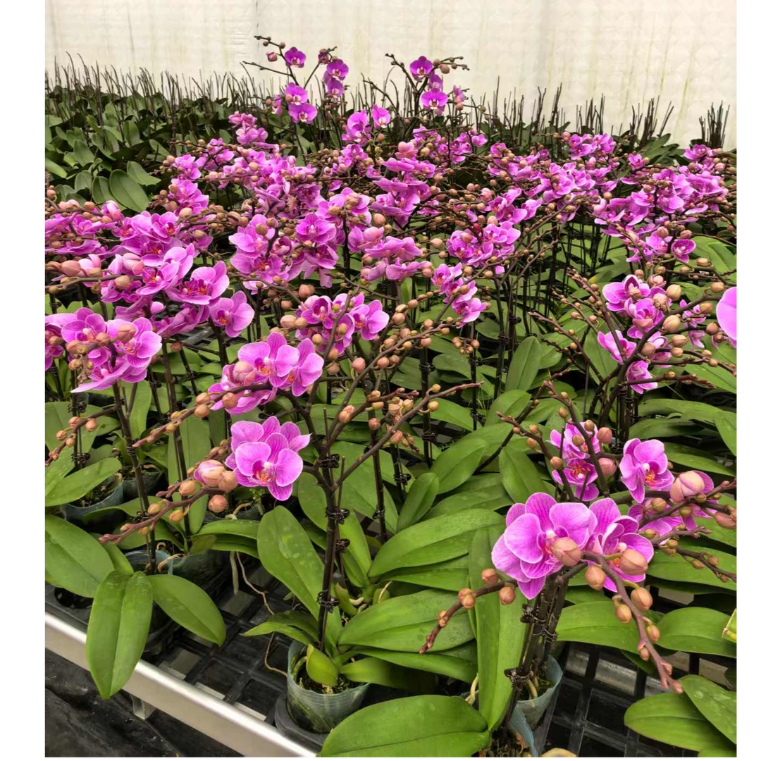 蝴蝶兰【小仙女】 3.0寸小花 带花带花苞