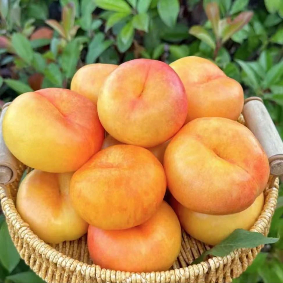 正宗平谷大桃（油蟠桃）软硬皆吃香甜软糯口口爆汁桃子同城送北京市